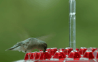 Ant-Proof Hanging Hummingbird Feeder
