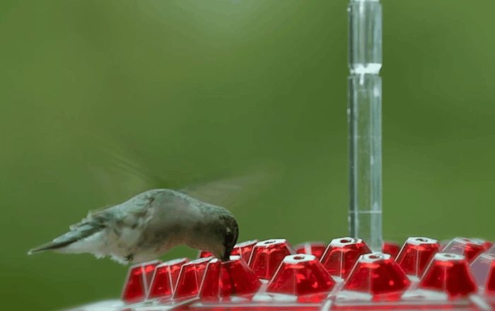 Ant-Proof Hanging Hummingbird Feeder