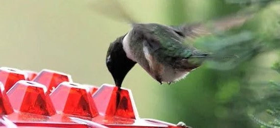 Ant-Proof Hanging Hummingbird Feeder