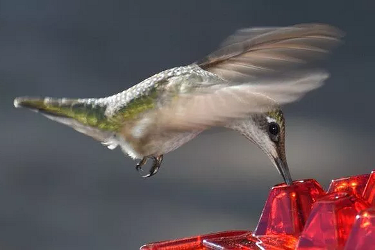 Ant-Proof Hanging Hummingbird Feeder
