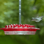 Hummingbird Feeder with Ant Moat