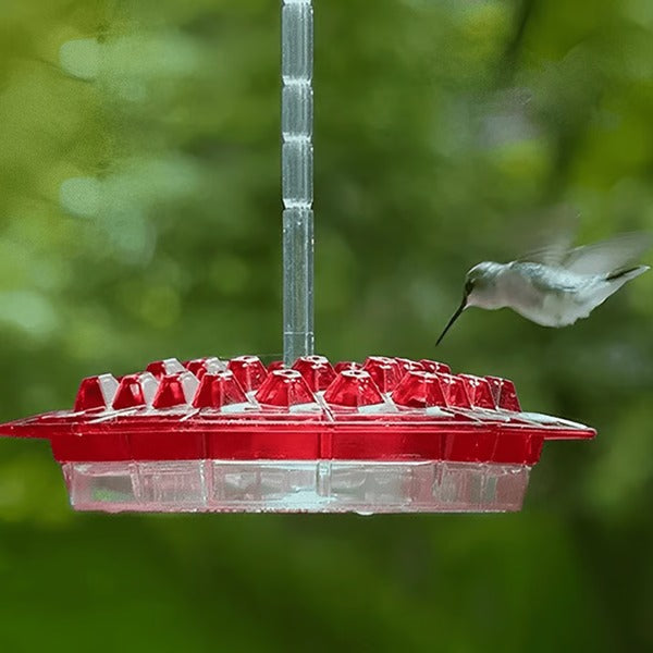 Hummingbird Feeder with Ant Moat