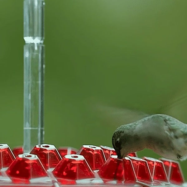 Hummingbird Feeder with Ant Moat