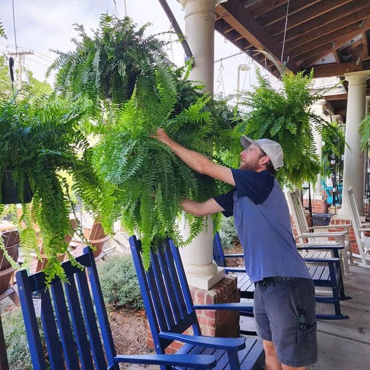 UV Resistant Artificial Boston Fern