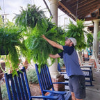 UV Resistant Artificial Boston Fern