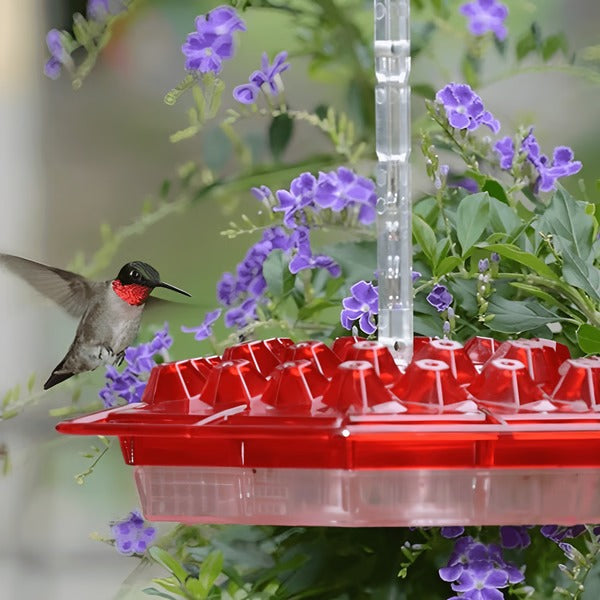 Hummingbird Feeder with Ant Moat