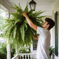 UV Resistant Artificial Boston Fern