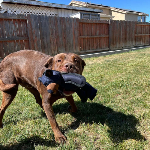 Indestructible Bear Dog Toy