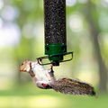Squirrel-Proof Bird Feeder