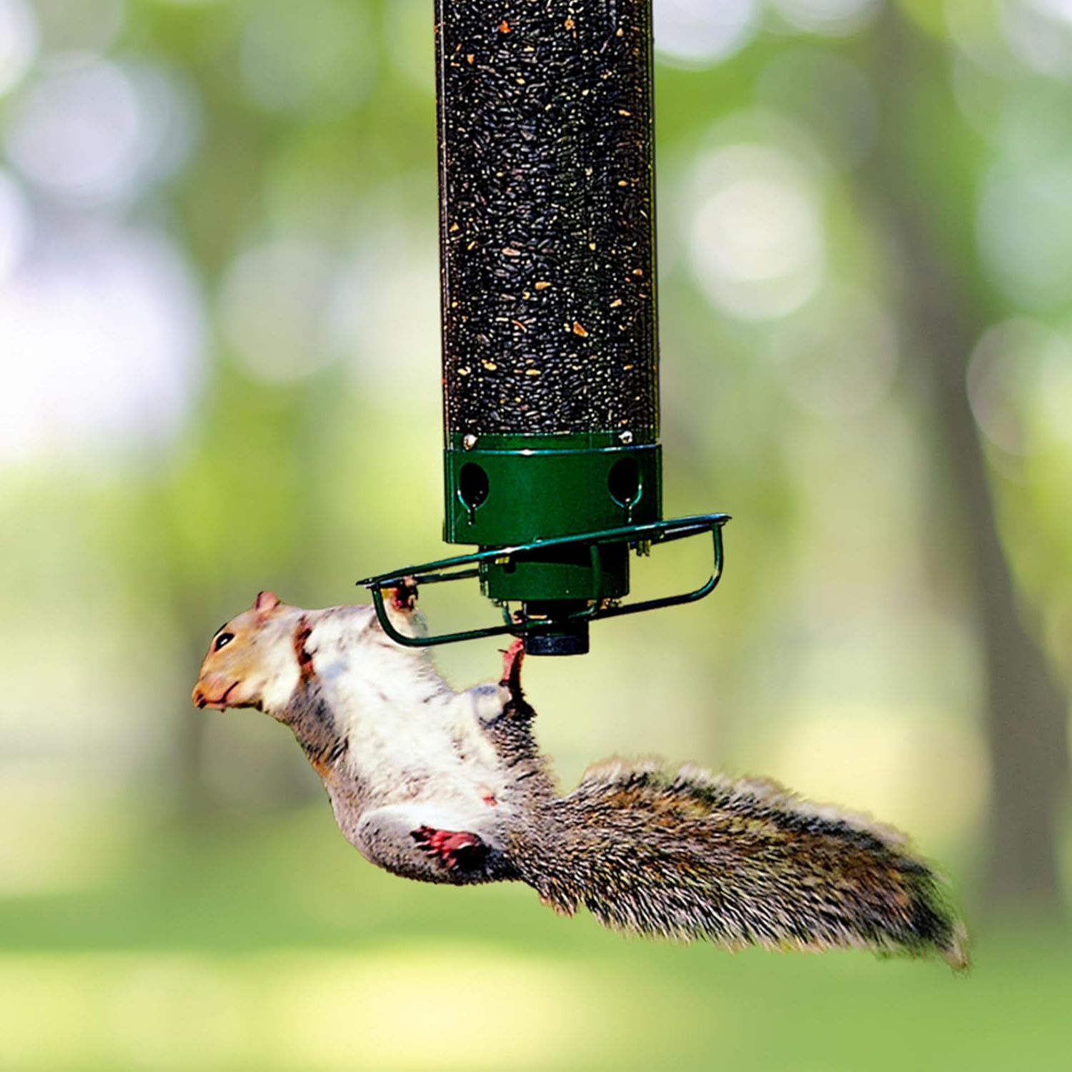 Squirrel-Proof Bird Feeder