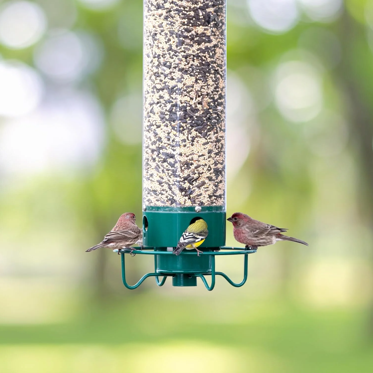 Squirrel-Proof Bird Feeder